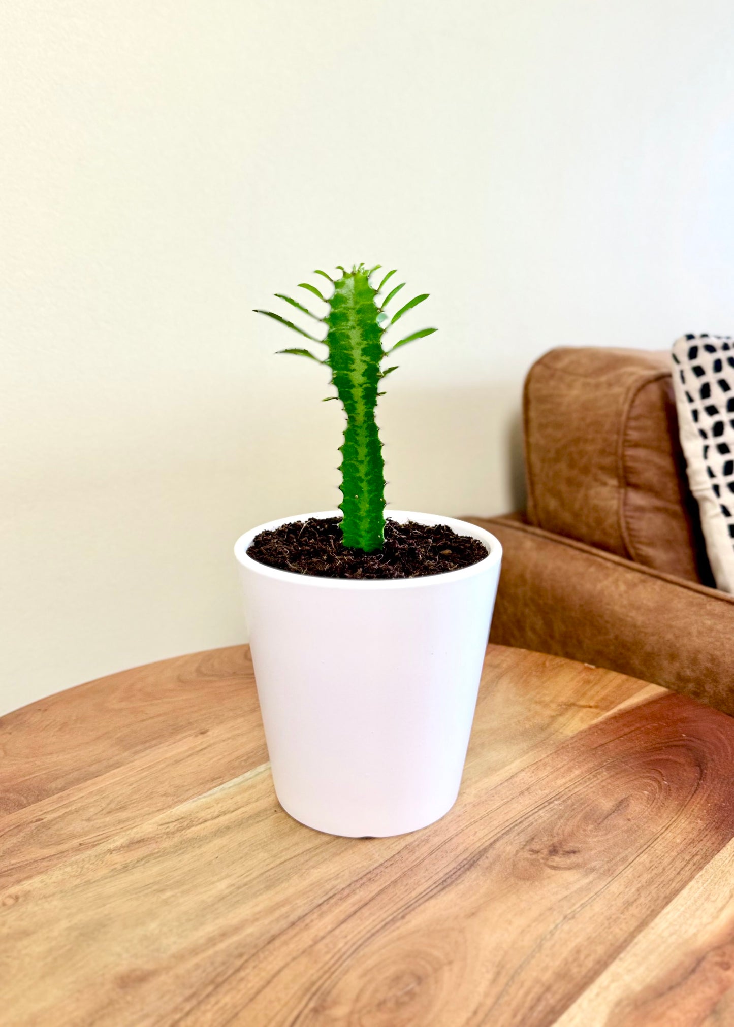 Mini Cactus Euphorbia Trigona