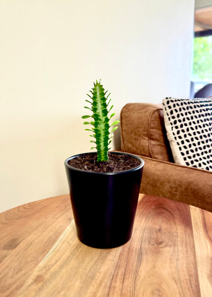 Mini Cactus Euphorbia Trigona