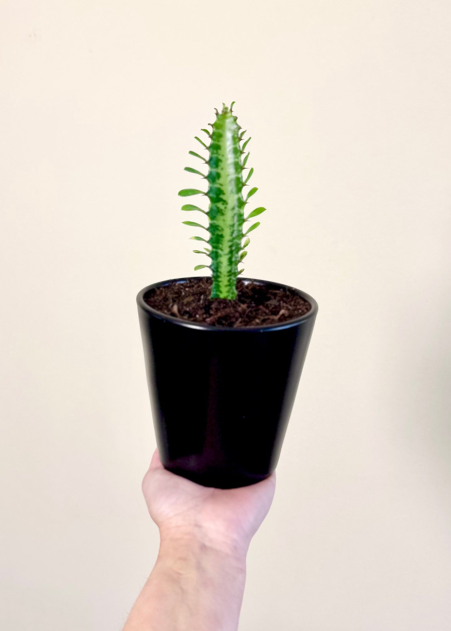 Mini Cactus Euphorbia Trigona