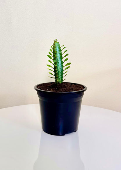 Mini Cactus Euphorbia Trigona
