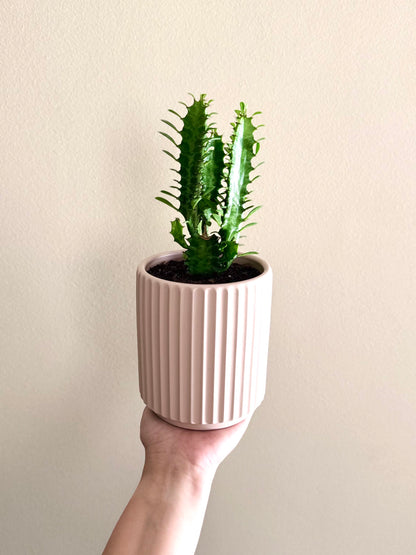 Mini Cactus Euphorbia Trigona