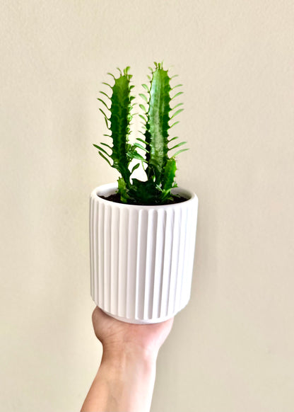 Mini Cactus Euphorbia Trigona