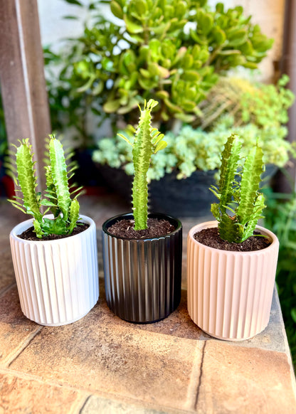 Mini Cactus Euphorbia Trigona