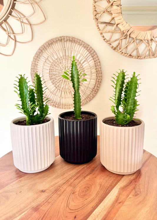Mini Cactus Euphorbia Trigona