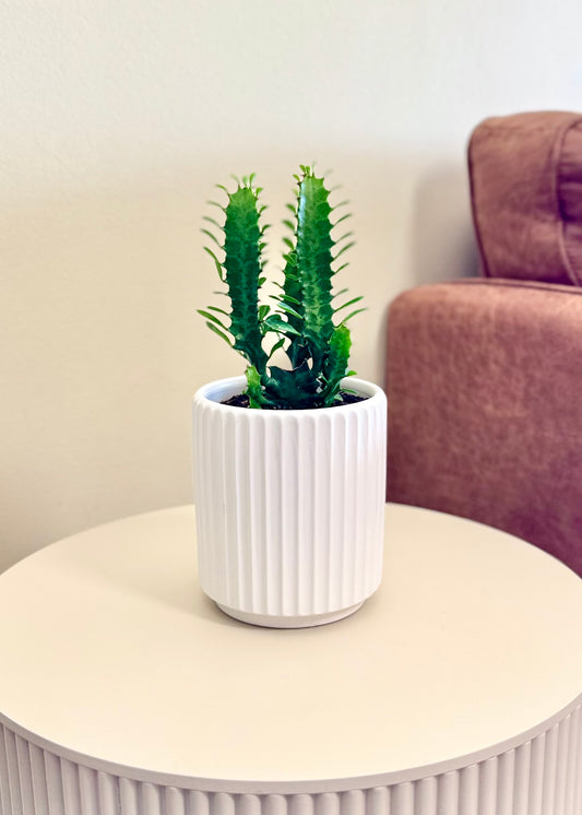 Mini Cactus Euphorbia Trigona