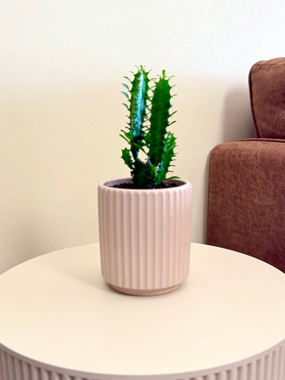 Mini Cactus Euphorbia Trigona