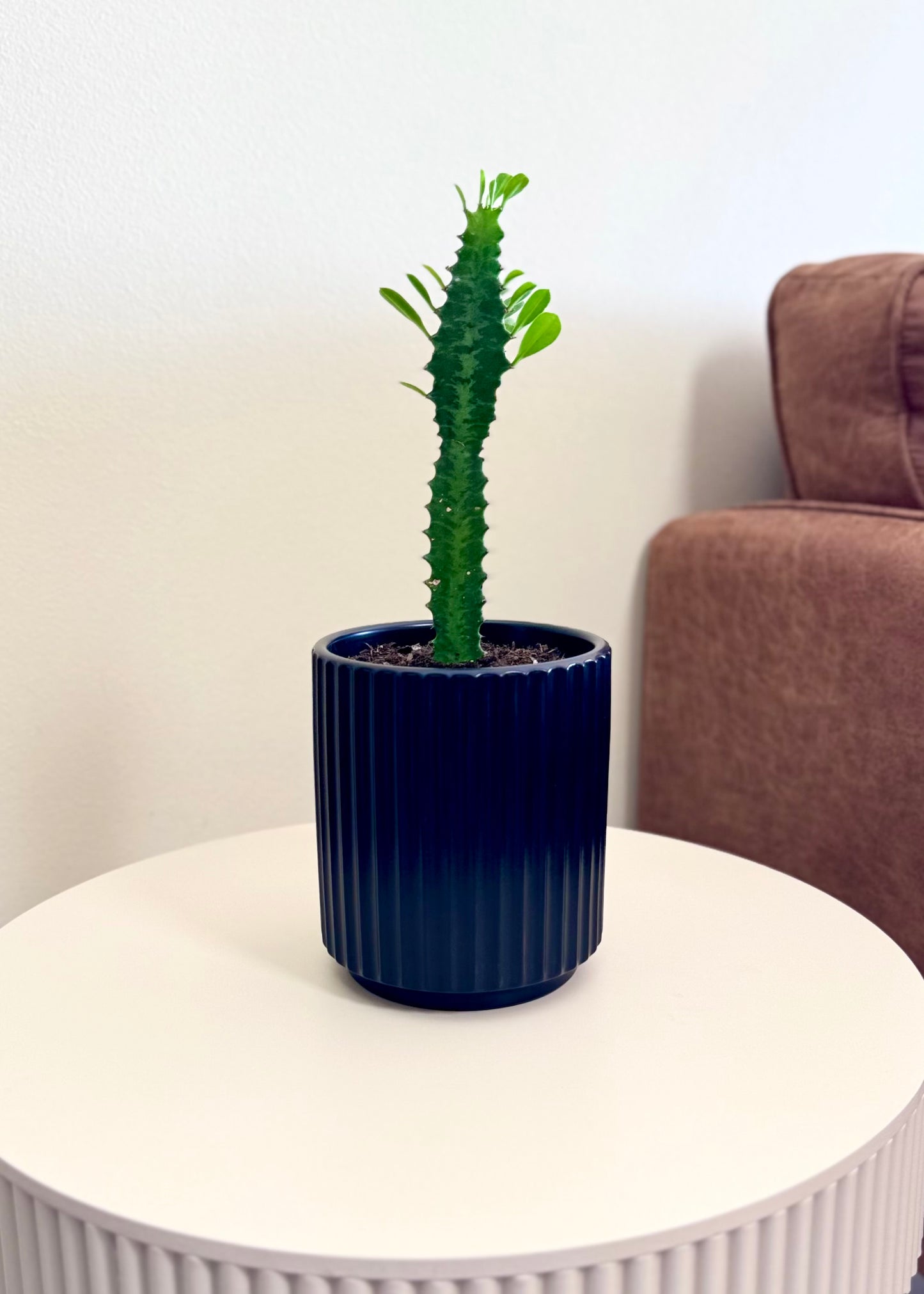 Mini Cactus Euphorbia Trigona