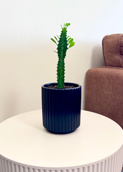Mini Cactus Euphorbia Trigona