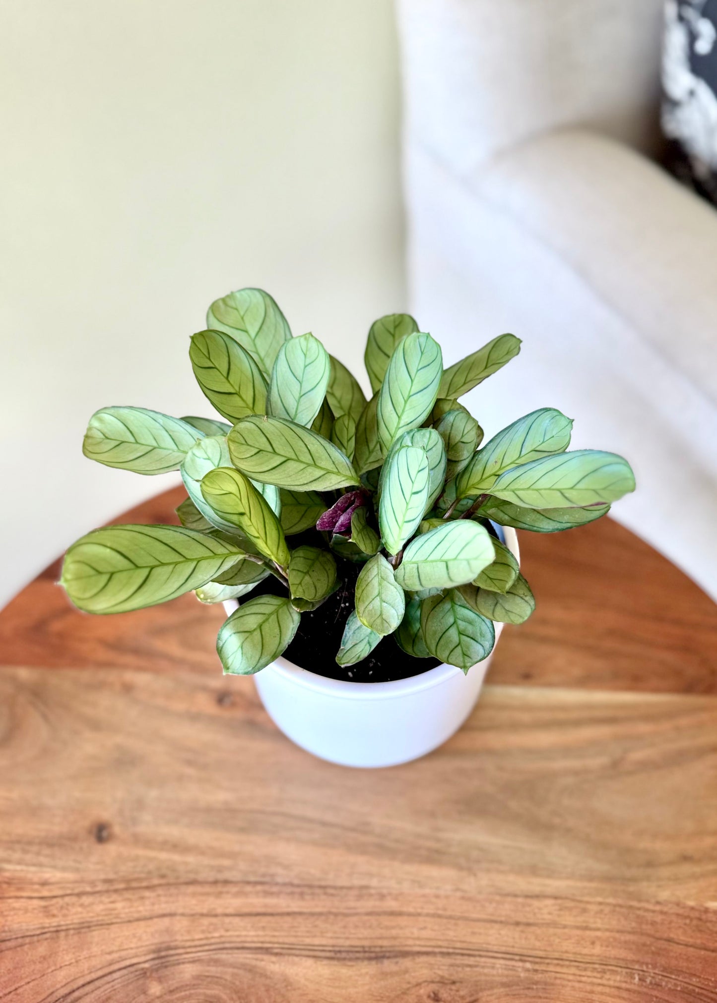 Calathea Amagris