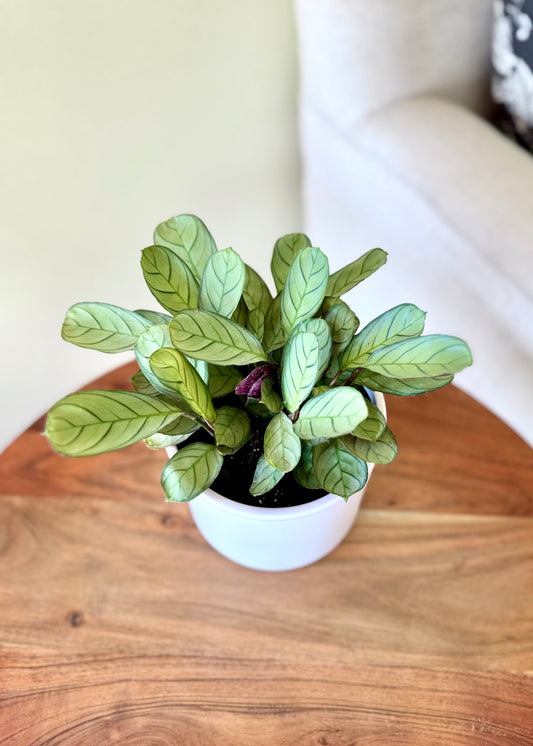 Calathea Amagris
