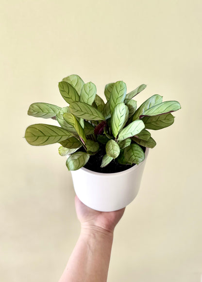 Calathea Amagris