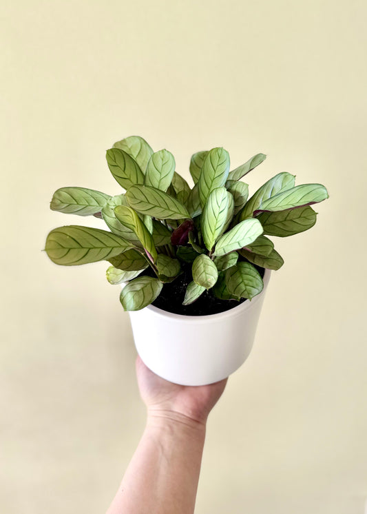 Calathea Amagris