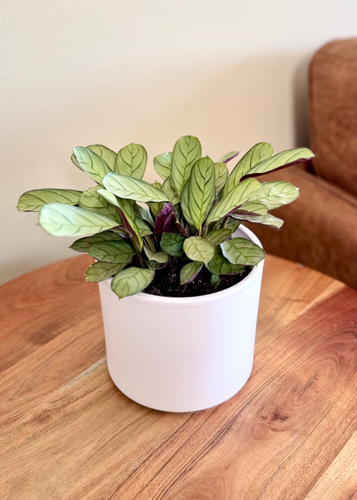 Calathea Amagris