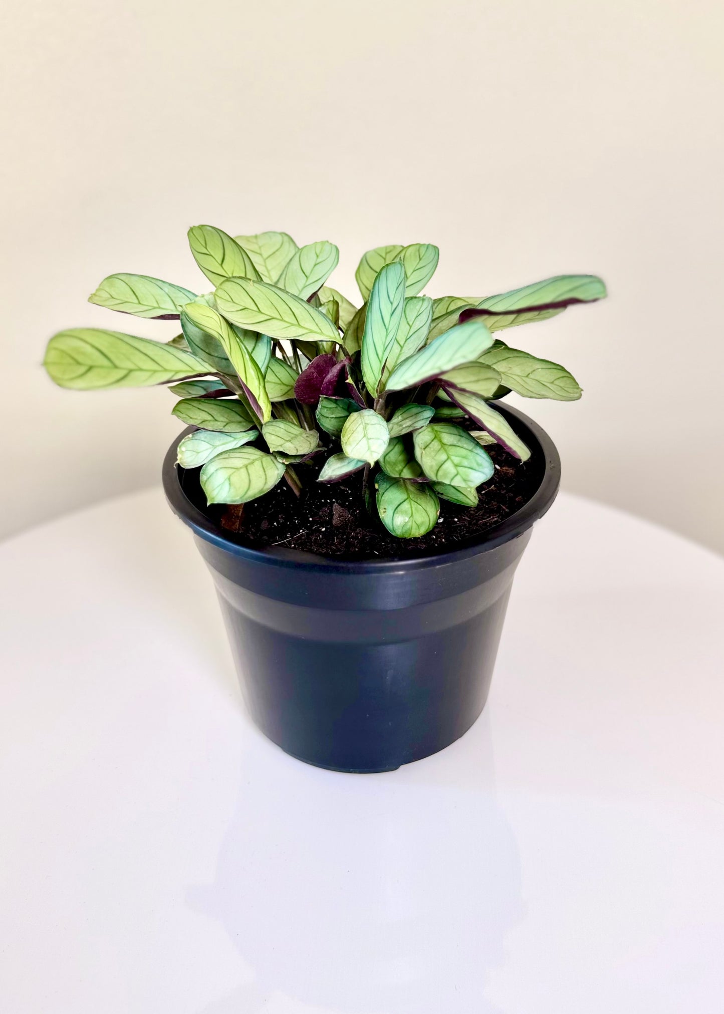 Calathea Amagris