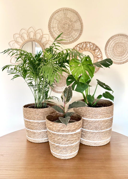 Canasto Natural Line