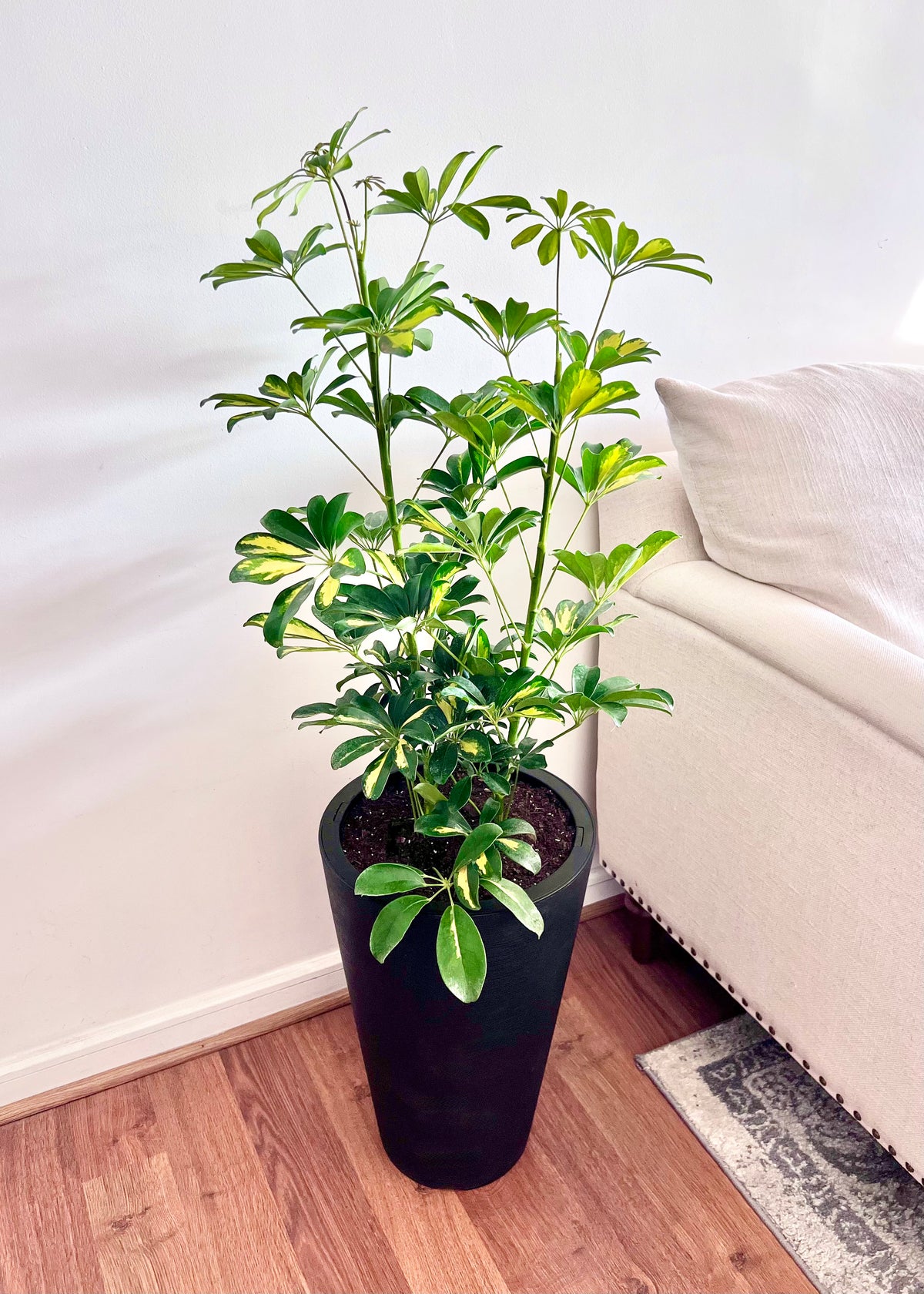 Cheflera XL