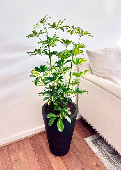 Cheflera XL