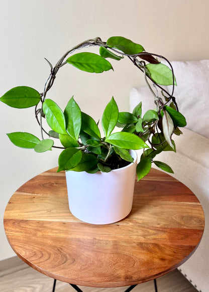 Clepia (Hoya Carnosa)