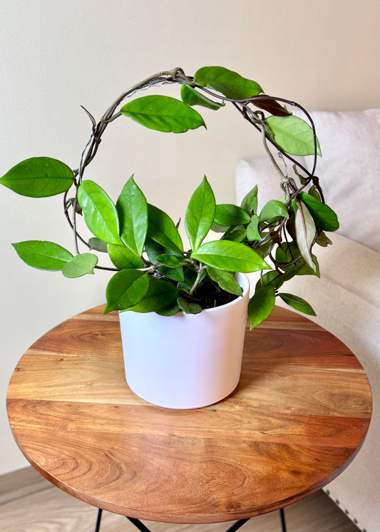 Clepia (Hoya Carnosa)