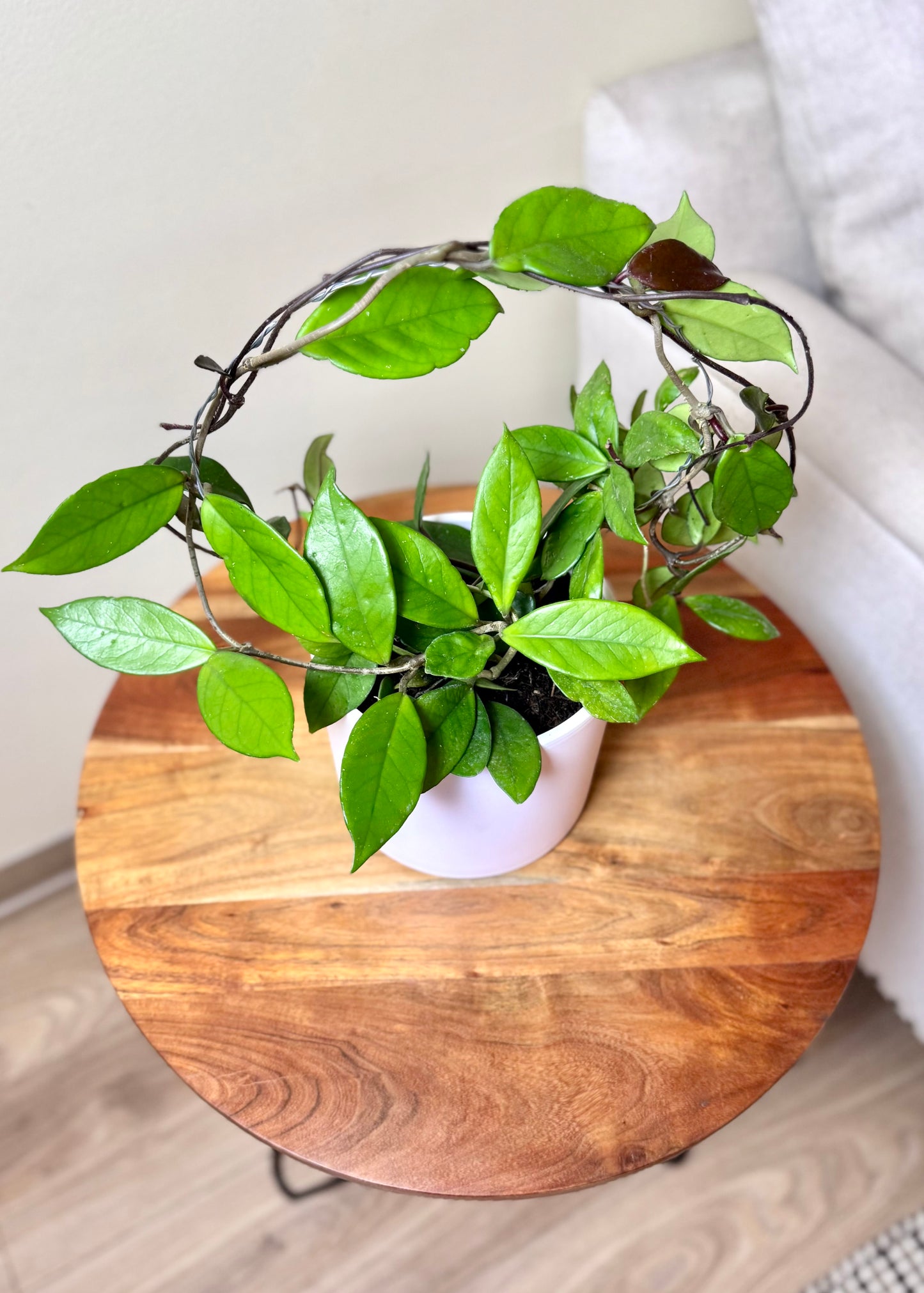 Clepia (Hoya Carnosa)