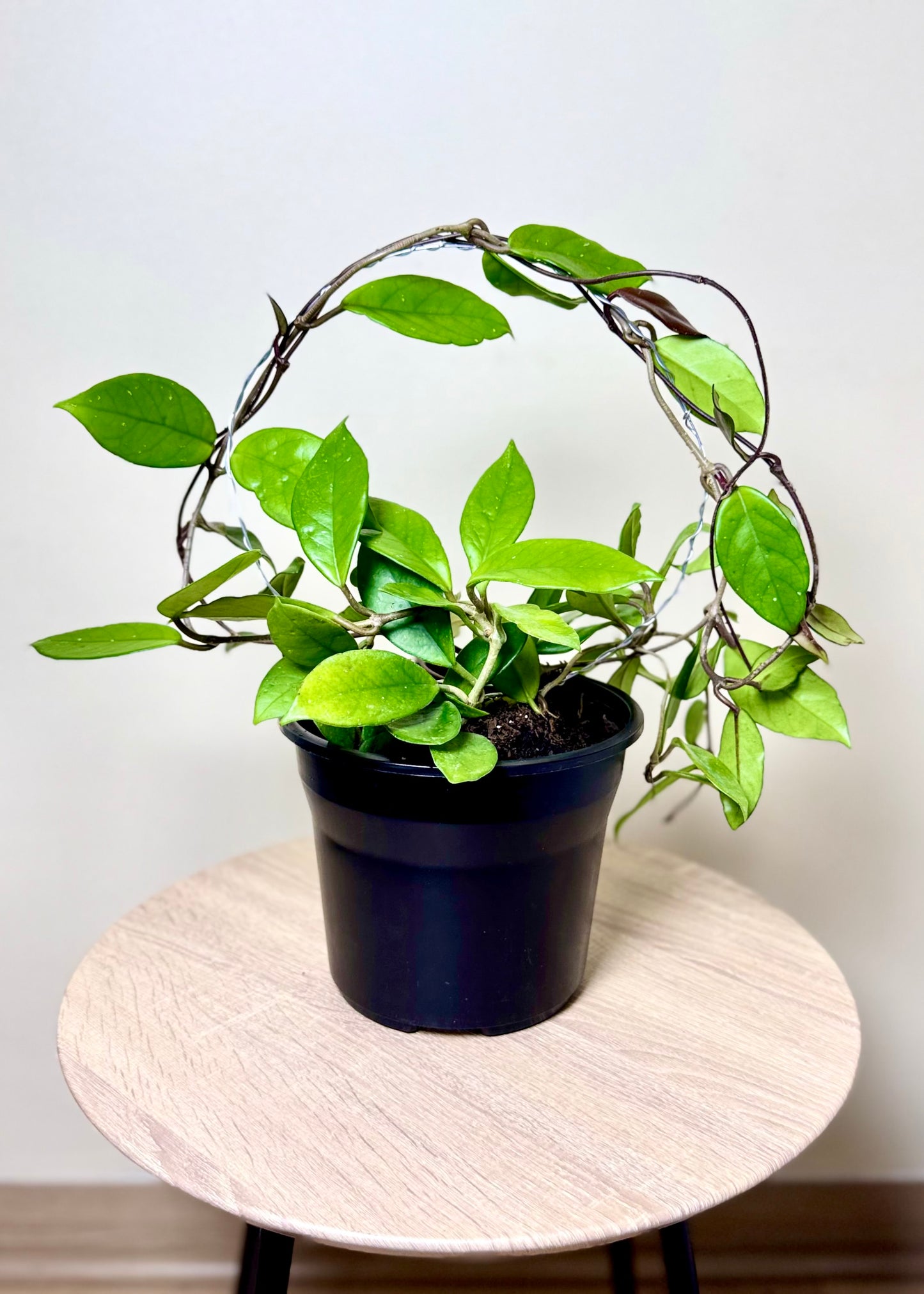 Clepia (Hoya Carnosa)