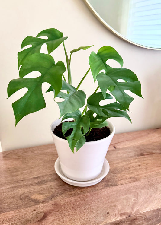 Raphidophora Tetrasperma (mini monstera)