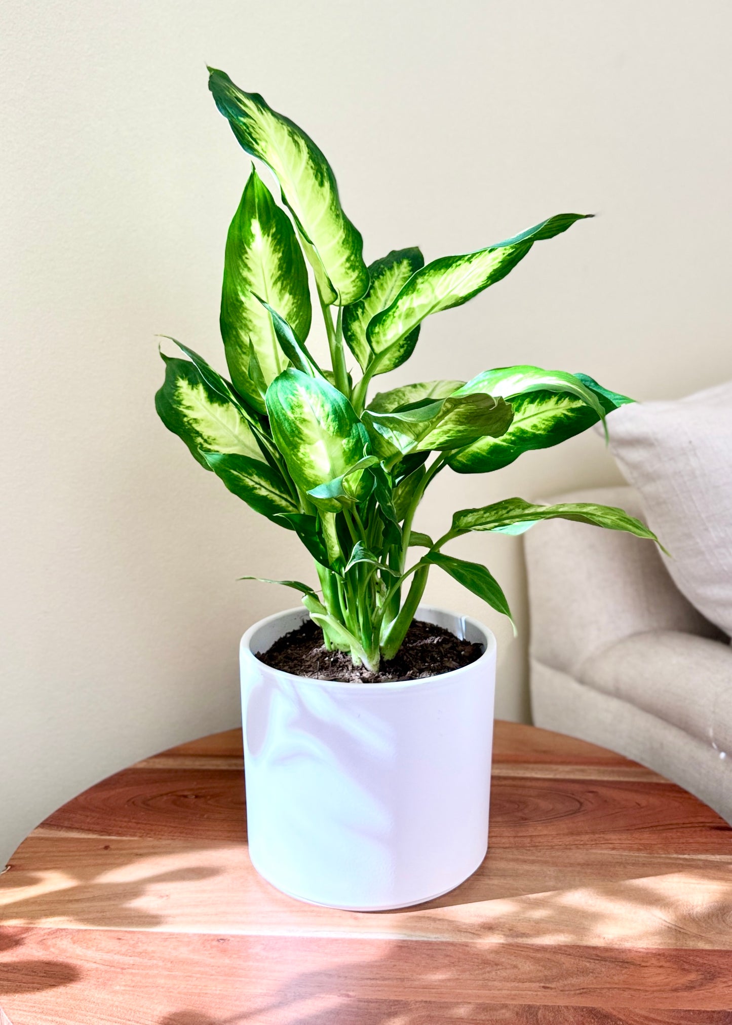 Dieffenbachia
