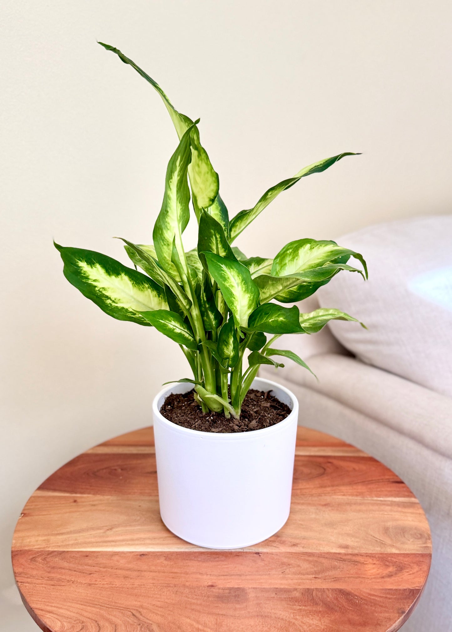 Dieffenbachia