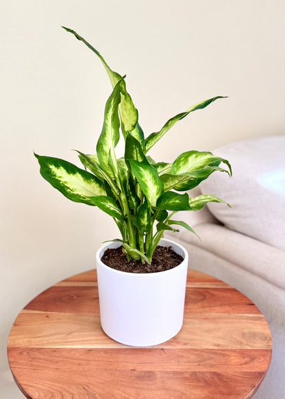 Dieffenbachia