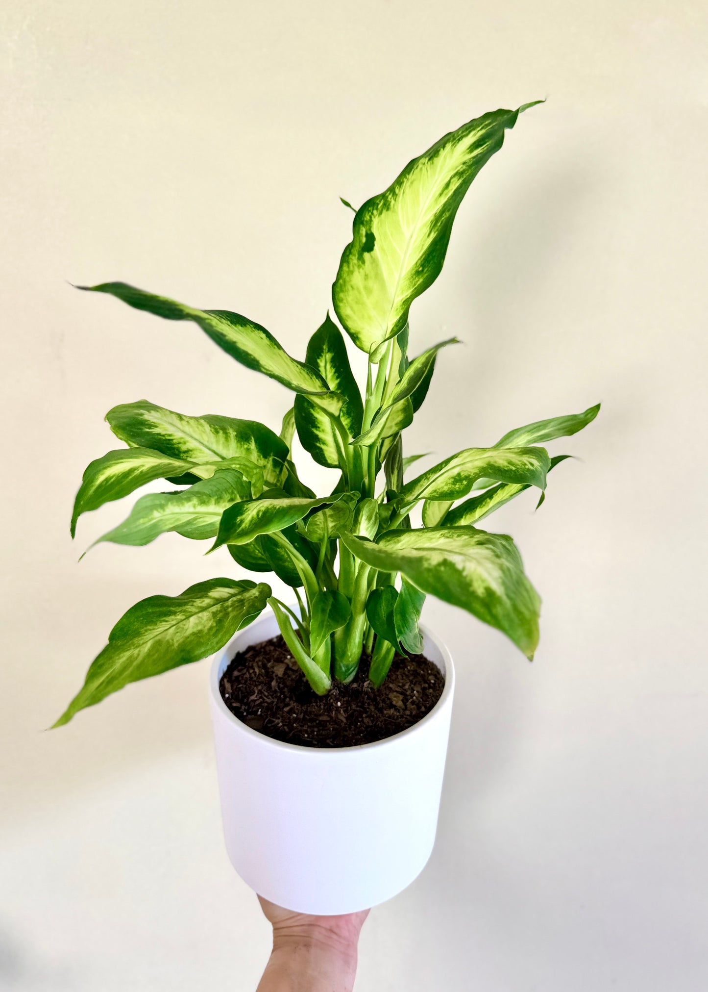 Dieffenbachia