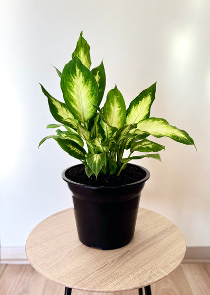 Dieffenbachia