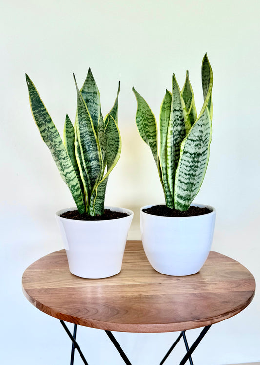 Sansevieria (lengua de suegra)