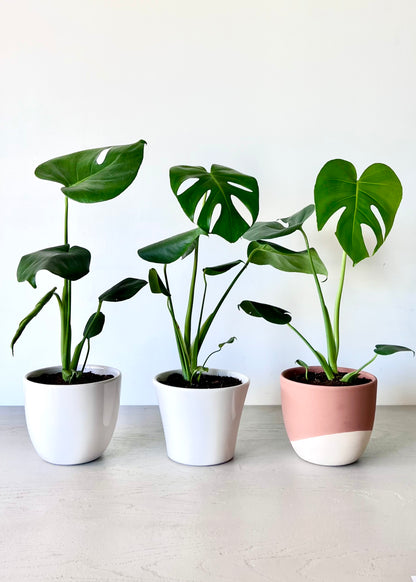 Monstera Deliciosa S