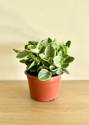 Peperomia Obtusifolia variegada