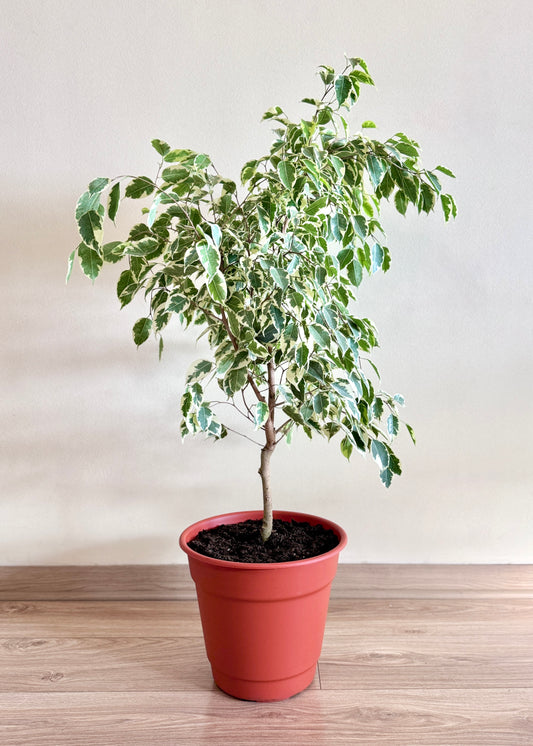 Ficus Benjamina Variegado L