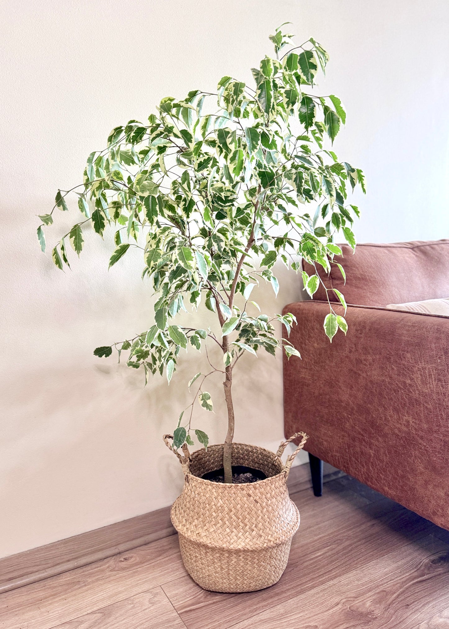 Ficus Benjamina Variegado L