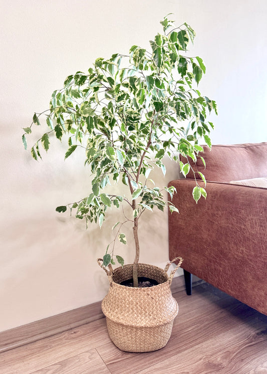 Ficus Benjamina Variegado L