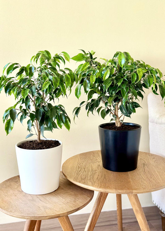 Ficus Benjamina S