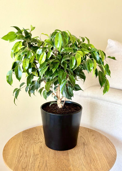 Ficus Benjamina S