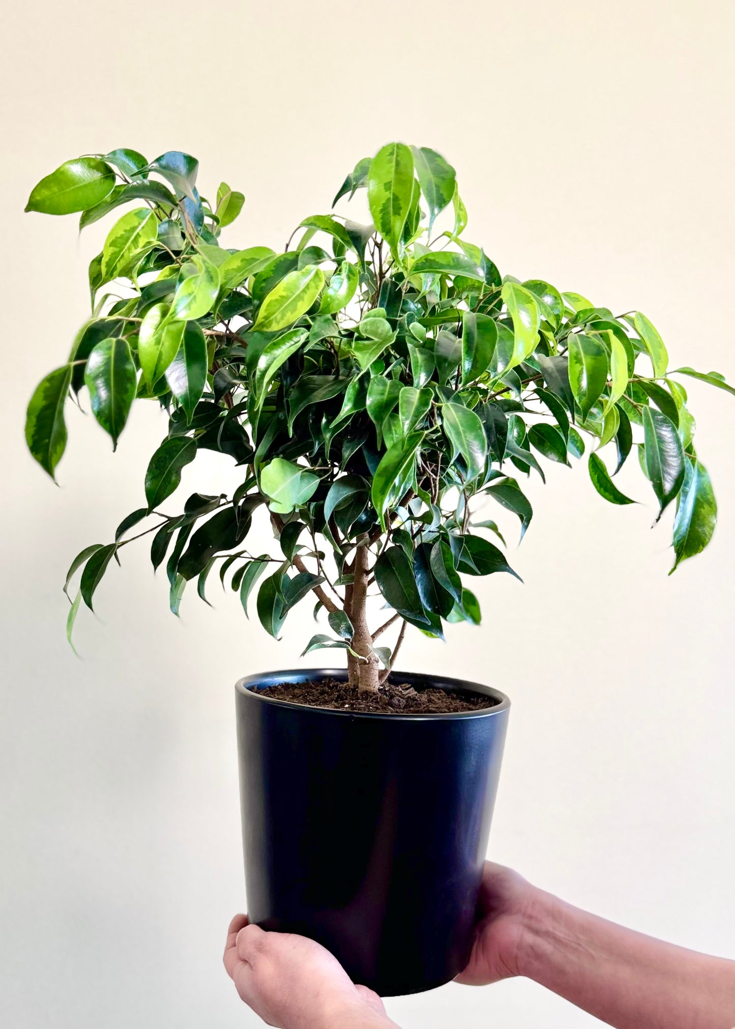 Ficus Benjamina S