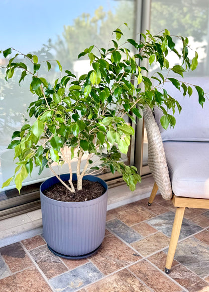 Ficus Benjamina L macetero Líneo
