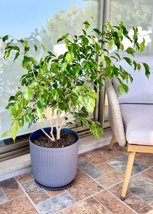 Ficus Benjamina L macetero Líneo