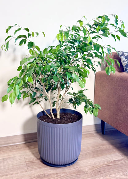 Ficus Benjamina L macetero Líneo