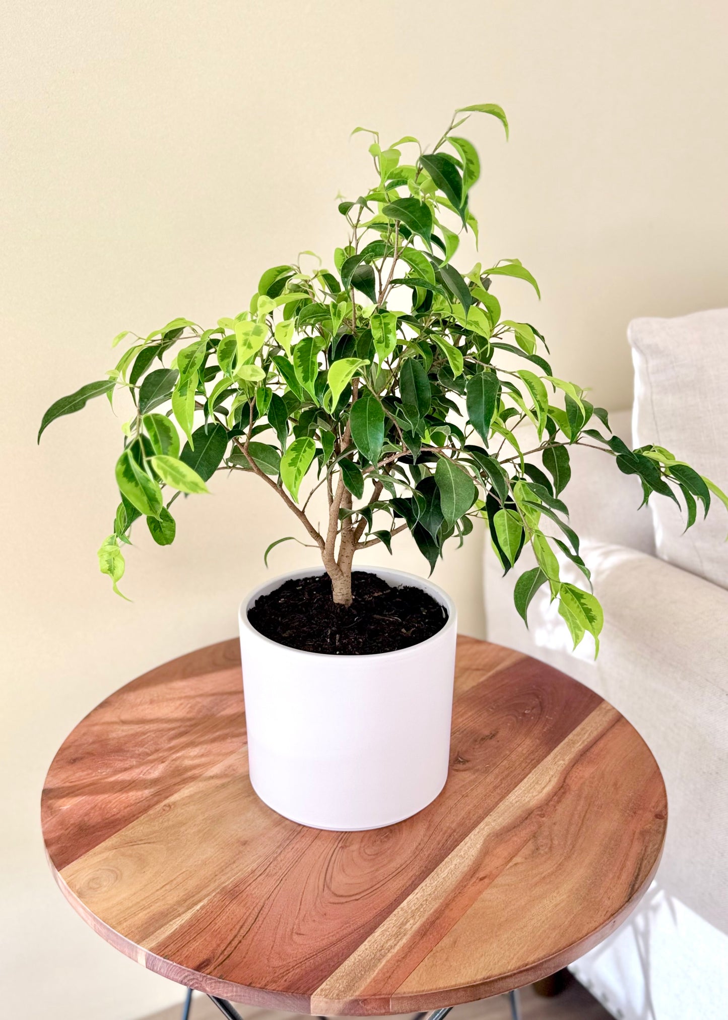 Ficus Benjamina S
