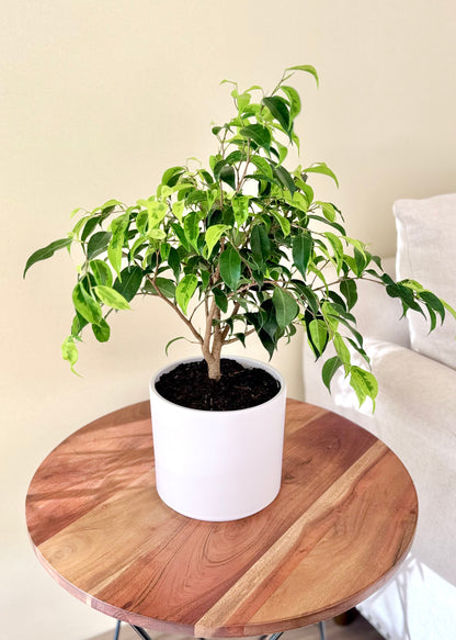 Ficus Benjamina S