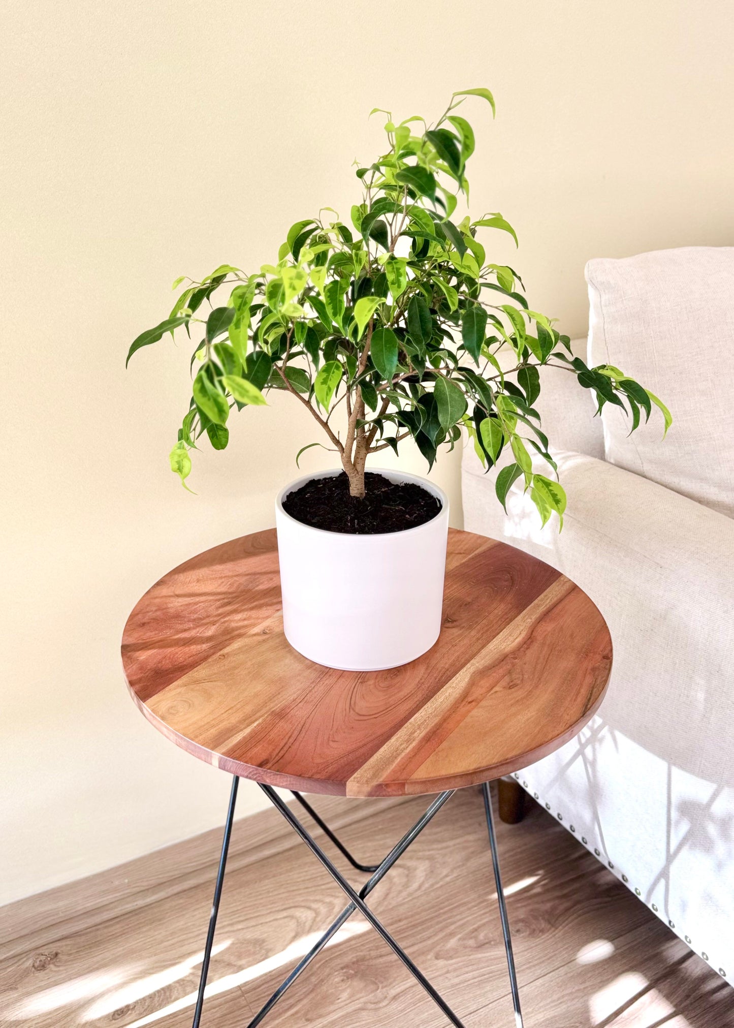 Ficus Benjamina S