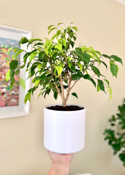 Ficus Benjamina S