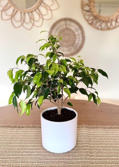 Ficus Benjamina S