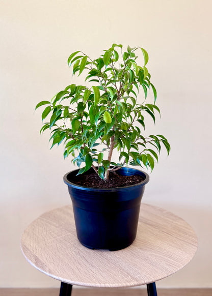 Ficus Bonsai Verde