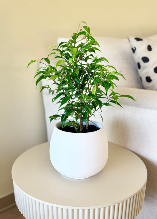 Ficus Bonsai Verde